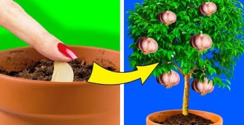 25 PLANTS YOU CAN EASILY GROW IN YOUR OWN KITCHEN