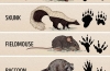 7. How to identify an animal by its pawprints